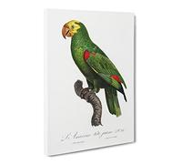 Yellow Crowned Amazon Parrot By F. Levaillant Canvas Print | Gallery Wrapped 30mm Frame Wall Art | 24x16 inches | Ready to Hang | Retro Animals Picture | Living Room Bedroom Lounge Office