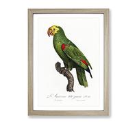 Yellow Crowned Amazon Parrot By F. Levaillant Vintage Framed Print | A2 Oak Framed Wall Art | Ready to Hang | Classic Animal Picture | Living Room Bedroom Lounge Office