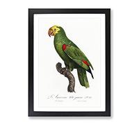 Yellow Crowned Amazon Parrot By F. Levaillant Vintage Framed Print | A4 Black Framed Wall Art | Ready to Hang | Classic Animal Picture | Living Room Bedroom Lounge Office