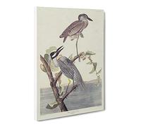 Yellow Crowned Heron By John James Audubon Canvas Print | Gallery Wrapped 30mm Frame Wall Art | 24x16 inches | Ready to Hang | Retro Picture | Living Room Bedroom Lounge Office