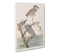 Yellow-crowned Heron by John James Audubon Canvas Print | Gallery Wrapped 30mm Frame Wall Art | 30x20 inches | Ready to Hang | Contemporary Picture | Living Room Bedroom Lounge Office