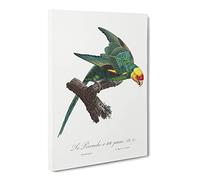 Yellow Crowned Parakeet By F. Levaillant Canvas Print | Gallery Wrapped 30mm Frame Wall Art | 24x16 inches | Ready to Hang | Retro Bird Picture | Living Room Bedroom Lounge Office