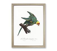 Yellow Crowned Parakeet By F. Levaillant Vintage Framed Print | A3 Oak Framed Wall Art | Ready to Hang | Classic Nature Picture | Living Room Bedroom Lounge Office