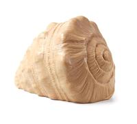 Yellow Door Play Shell for kids aged 2, 3, 4, 5 |early educational learning |small world pretend play |realistic toy shell |water play |ocean play |imaginary play | Outdoor Learning toys