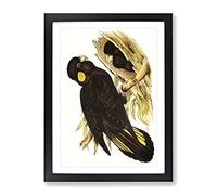 Yellow Eared Black Cockatoos By Elizabeth Gould Vintage Framed Print | A4 Black Framed Wall Art | Ready to Hang | Classic Nature Picture | Living Room Bedroom Lounge Office