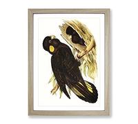 Yellow Eared Black Cockatoos By Elizabeth Gould Vintage Framed Print | A4 Oak Framed Wall Art | Ready to Hang | Classic Nature Picture | Living Room Bedroom Lounge Office