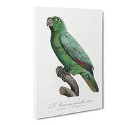 Yellow Fronted Amazon Parrot By F. Levaillant Vintage Canvas Wall Art Print Ready to Hang, Framed Picture for Living Room Bedroom Home Office Décor, 30x20 Inch (76x50 cm)