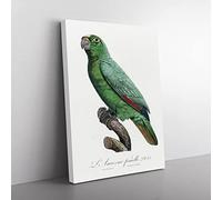 Yellow Fronted Amazon Parrot By F. Levaillant Vintage Canvas Wall Art Print Ready to Hang, Framed Picture for Living Room Bedroom Home Office Décor, 60x40 cm (24x16 Inch)