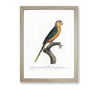 Yellow Fronted Parakeet By F. Levaillant Vintage Framed Wall Art Print, Ready to Hang Picture for Living Room Bedroom Home Office Décor, Oak A2 (64 x 46 cm)