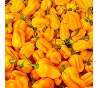Yellow Habanero Chilli | 1kg | Chilli Mash Company