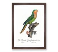 Yellow-Headed Amazon Parrot by F. Levaillant Framed Print | A2 Walnut Framed Wall Art | Ready to Hang | Modern Animal Picture | Living Room Bedroom Lounge Office