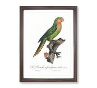 Yellow Headed Amazon Parrot By F. Levaillant Vintage Framed Print | A2 Walnut Framed Wall Art | Ready to Hang | Classic Animal Picture | Living Room Bedroom Lounge Office