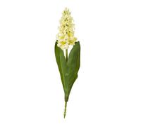 Yellow Hyacinth Stem