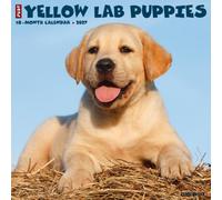 Willow Creek Press, Just Yellow Lab Puppies 2027 Wall Calendar