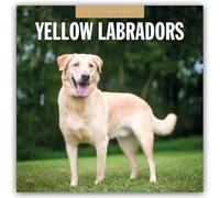 Yellow Labrador 2026 Square Wall Calendar