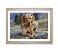 Yellow Labrador Dog No.3 Modern Framed Wall Art Print, Ready to Hang Picture for Living Room Bedroom Home Office Décor, Oak A4 (34 x 25 cm)