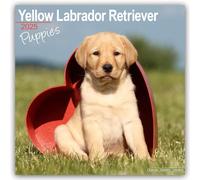 Yellow Labrador Puppies 2025 Square Wall Calendar | Dog Breed, Puppy Calendar
