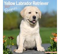 Yellow Labrador Puppies 2027 Calendar | Square Wall Calendar | Puppy Gift | Plastic Free Packaging | by Avonside Publishing