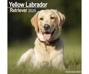 Yellow Labrador Retriever 2025 Square Wall Calendar | Dog Breed Calendar