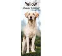 Yellow Labrador Retriever Slim 2027 Calendar | Slimline Wall Calendar | Dog Breed Gift | Plastic Free Packaging | by Avonside Publishing