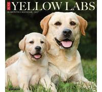 YELLOW LABS 2027 WALL by WILLOW CREEK PRESS Paperback Self Help Business