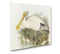 Yellow legged Spoonbills by Elizabeth Gould Canvas Print | Gallery Wrapped 30mm Frame Wall Art | 20x20 inches | Ready to Hang | Retro Picture | Living Room Bedroom Lounge Office