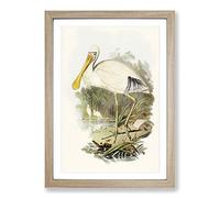 Yellow-Legged Spoonbills by Elizabeth Gould Framed Print | A2 Oak Framed Wall Art | Ready to Hang | Modern Nature Picture | Living Room Bedroom Lounge Office