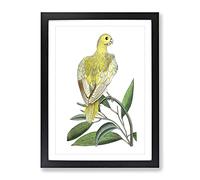 Yellow Parakeet By George Shaw Vintage Framed Wall Art Print, Ready to Hang Picture for Living Room Bedroom Home Office Décor, Black A3 (34 x 46 cm)