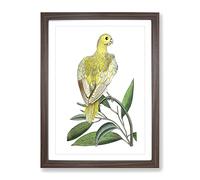 Yellow Parakeet By George Shaw Vintage Framed Wall Art Print, Ready to Hang Picture for Living Room Bedroom Home Office Décor, Walnut A4 (34 x 25 cm)