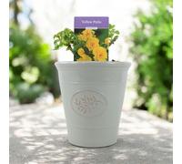 Yellow Patio Rose Bush - Metal Vertical Line Zinc