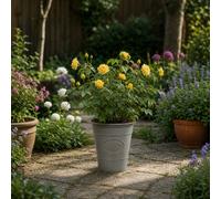 Yellow Patio Rose In Olive Premium Plastic Planter Grey Outdoor Flowering Rose Plantv