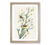 Yellow Red-poll Warbler from Birds by John James Audubon Framed Print | A2 Oak Framed Wall Art | Ready to Hang | Modern Nature Picture | Living Room Bedroom Lounge Office