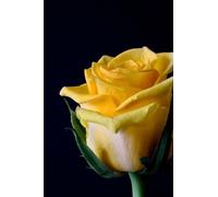 Yellow Rose Notebook: Yellow Rose Floral Flowers Notebook (Composition Book Journal) (6 x 9" Medium): Volume 2 (Botanical)