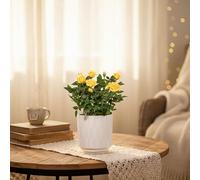 Yellow Rose Plant in White Ceramic Pot - Live Houseplant with Included Decorative Pot | Luxe Leaf Plants UK