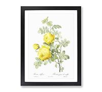 Yellow Roses By Pierre Joseph Redoute Vintage Framed Print | A3 Black Framed Wall Art | Ready to Hang | Classic Nature Picture | Living Room Bedroom Lounge Office