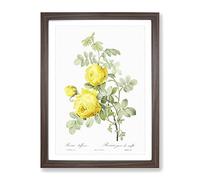 Yellow Roses By Pierre Joseph Redoute Vintage Framed Print | A3 Walnut Framed Wall Art | Ready to Hang | Classic Nature Picture | Living Room Bedroom Lounge Office