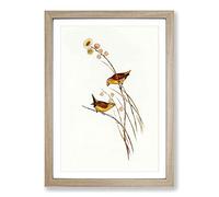 Yellow-rumped Finch Birds by Elizabeth Gould Framed Print | A2 Oak Framed Wall Art | Ready to Hang | Modern Nature Picture | Living Room Bedroom Lounge Office