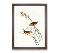 Yellow Rumped Finch Birds By Elizabeth Gould Vintage Framed Wall Art Print, Ready to Hang Picture for Living Room Bedroom Home Office Décor, Walnut A3 (34 x 46 cm)
