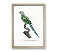 Yellow Shouldered Amazon Macaw Parrot By F. Levaillant Vintage Framed Print | A2 Oak Framed Wall Art | Ready to Hang | Classic Animal Picture | Living Room Bedroom Lounge Office