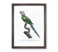 Yellow Shouldered Amazon Macaw Parrot By F. Levaillant Vintage Framed Print | A4 Walnut Framed Wall Art | Ready to Hang | Classic Animal Picture | Living Room Bedroom Lounge Office