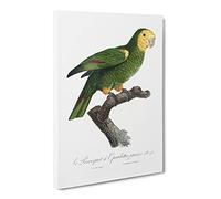 Yellow Shouldered Amazon Parrot By F. Levaillant Canvas Print | Gallery Wrapped 30mm Frame Wall Art | 30x20 inches | Ready to Hang | Retro Animals Picture | Living Room Bedroom Lounge Office