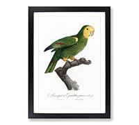 Yellow-Shouldered Amazon Parrot by F. Levaillant Framed Print | A2 Black Framed Wall Art | Ready to Hang | Modern Animal Picture | Living Room Bedroom Lounge Office