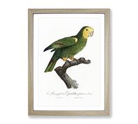 Yellow Shouldered Amazon Parrot By F. Levaillant Vintage Framed Print | A2 Oak Framed Wall Art | Ready to Hang | Classic Animal Picture | Living Room Bedroom Lounge Office