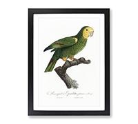 Yellow Shouldered Amazon Parrot By F. Levaillant Vintage Framed Print | A4 Black Framed Wall Art | Ready to Hang | Classic Animal Picture | Living Room Bedroom Lounge Office