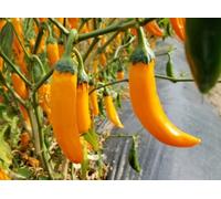 Yellow Siam Chilli Seeds - 10 Fresh Seeds