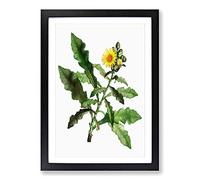 Yellow Sow Thistle by Pierre-Joseph Redoute Framed Print | A2 Black Framed Wall Art | Ready to Hang | Modern Nature Picture | Living Room Bedroom Lounge Office