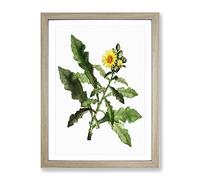 Yellow Sow Thistle By Pierre Joseph Redoute Vintage Framed Print | A2 Oak Framed Wall Art | Ready to Hang | Classic Nature Picture | Living Room Bedroom Lounge Office