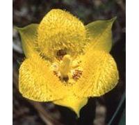 Yellow Star Tulip 30ml Dosage Flower Essences Prepared from FES Stock Essence