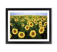 Yellow Sunflower Flowers Modern Framed Wall Art Print, Ready to Hang Picture for Living Room Bedroom Home Office Décor, Black A2 (64 x 46 cm)