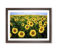 Yellow Sunflower Flowers Modern Framed Wall Art Print, Ready to Hang Picture for Living Room Bedroom Home Office Décor, Walnut A4 (34 x 25 cm)